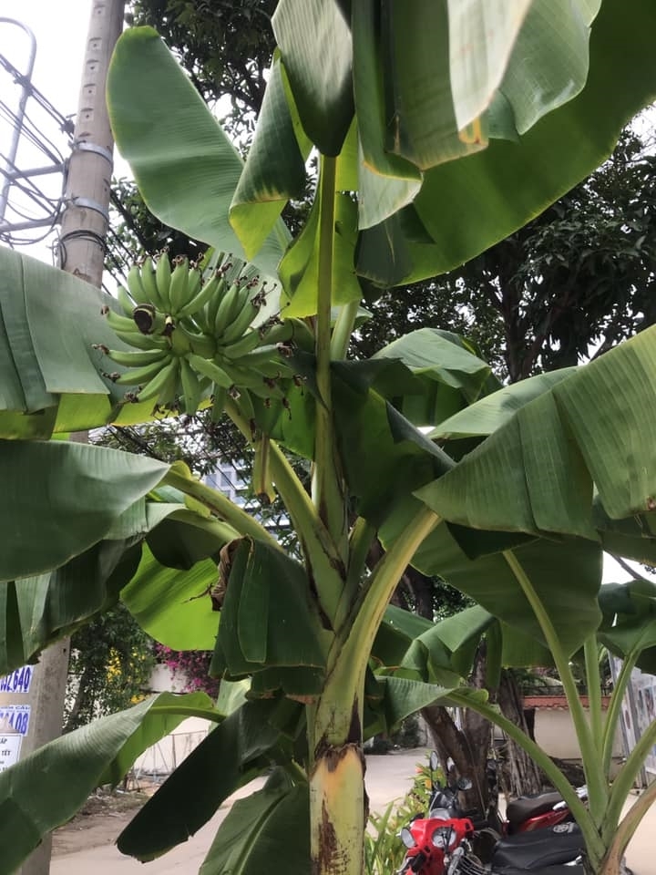 vuon cay cua be - steps special school